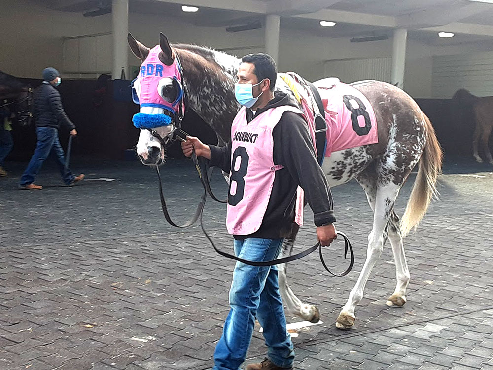The Paddock at Aqueduct Racetrack - photo courtesy of the EIE Editorial team
