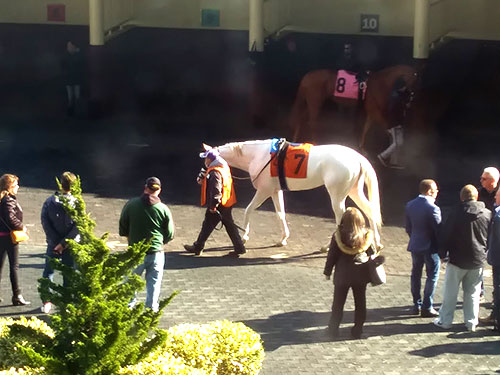The Paddock at Aqueduct Racetrack
