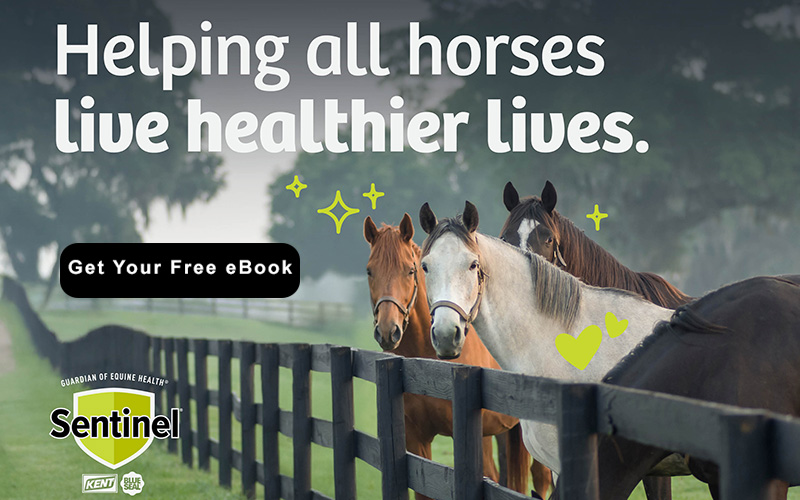 Sentinel Horse Feed