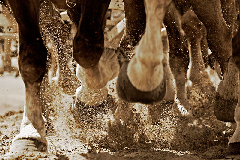 Equine Info Exchange - Entertainment