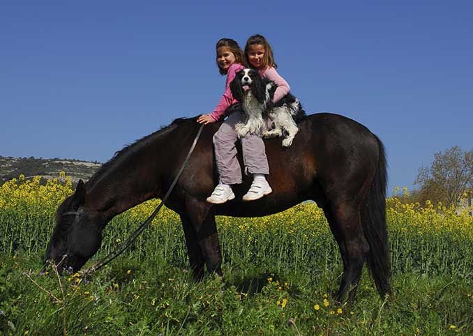 Equine Info Exchange