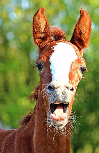 Image by rihaij from Pixabay