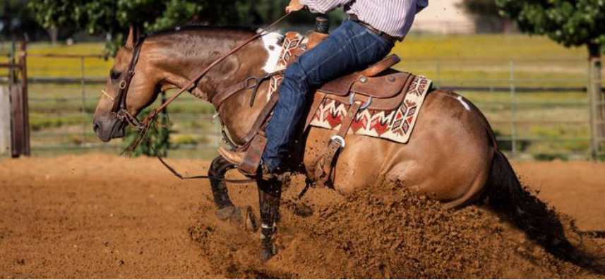 Photo courtesy of Kentucky Equine Research