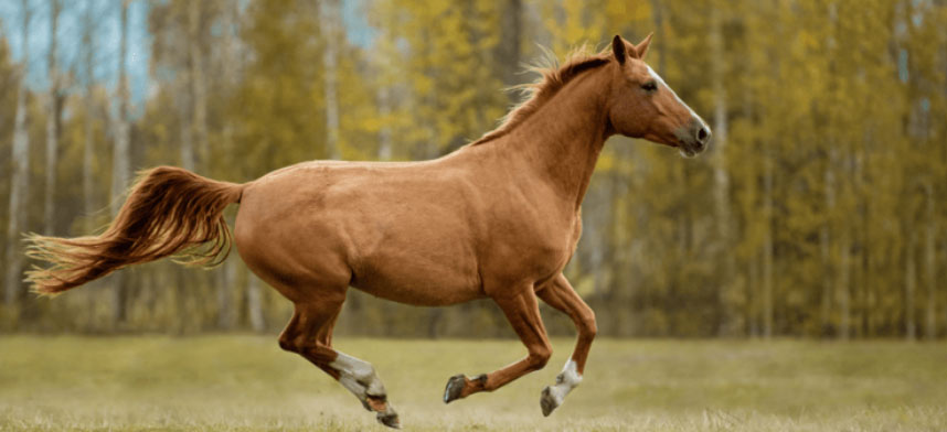 Image courtesy of Kentucky Equine Research