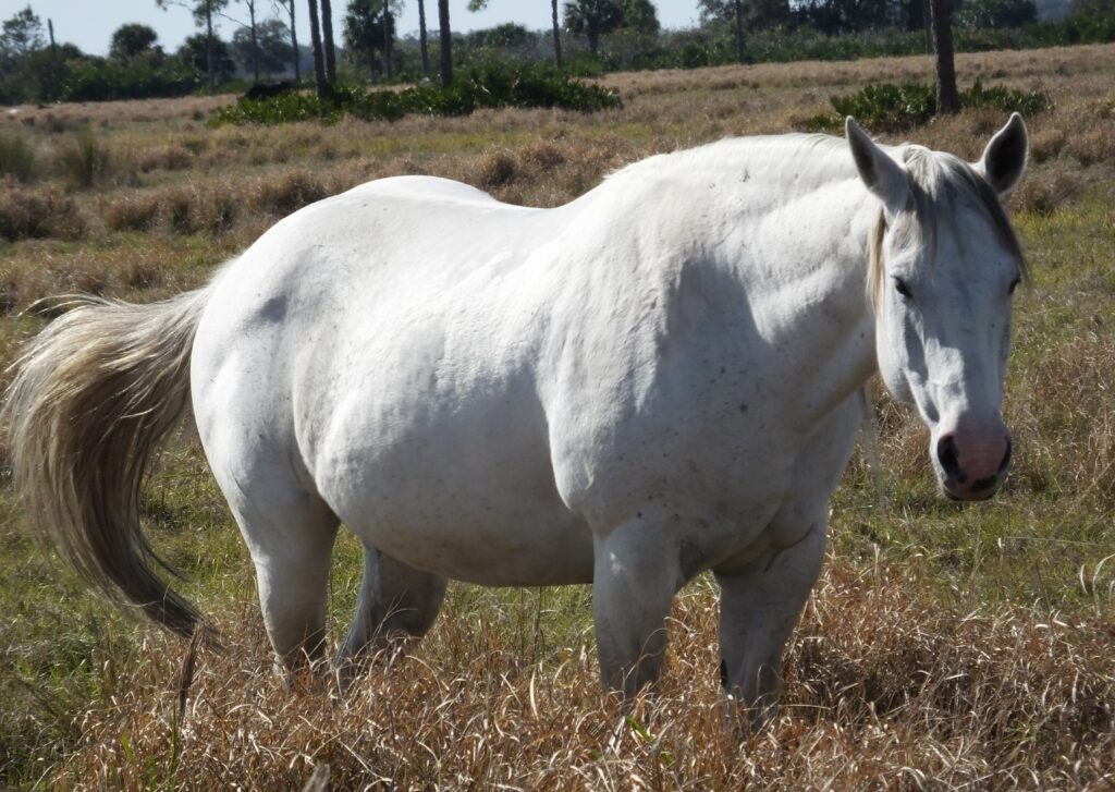 Photo courtesy of Equine Guelph