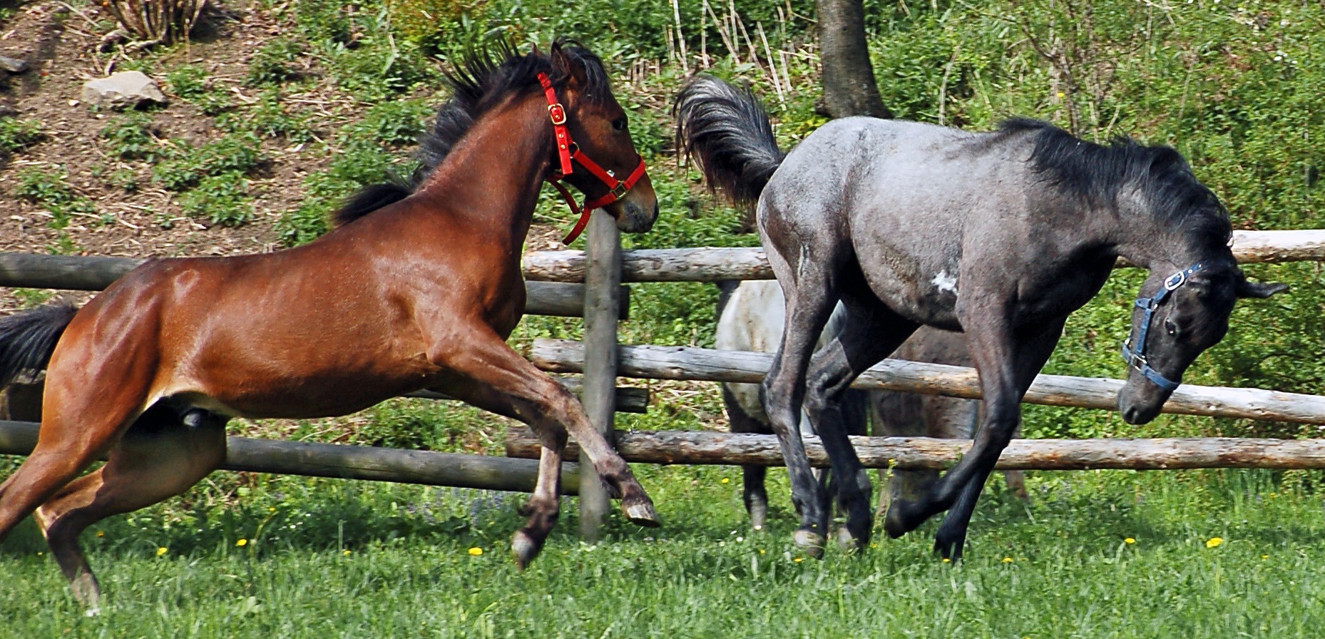 Photo courtesy of Equine Guelph
