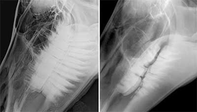 Normal teeth (left) and wave mouth (right). Photo courtesy of Dr. James Brown. Normal teeth (left) and wave mouth (right). Photo courtesy of Dr. James Brown.