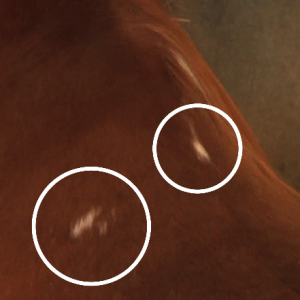 White Hairs – the natural asymmetry of this horse’s stronger left shoulder was not taken into consideration during saddle fitting, resulting in white hairs from pressure at the gullet plate. White Hairs – the natural asymmetry of this horse’s stronger left shoulder was not taken into consideration during saddle fitting, resulting in white hairs from pressure at the gullet plate.