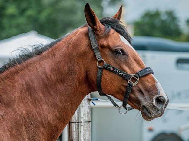 Photo by Aliaksei Semirski: https://www.pexels.com/photo/brown-horse-12954615/ 