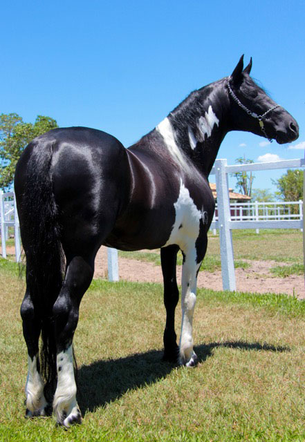 Black tobiano stallion, photo courtesy of Laura Patterson Rosa Black tobiano stallion, photo courtesy of Laura Patterson Rosa