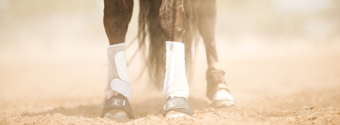 Photo courtesy of Valley Vet