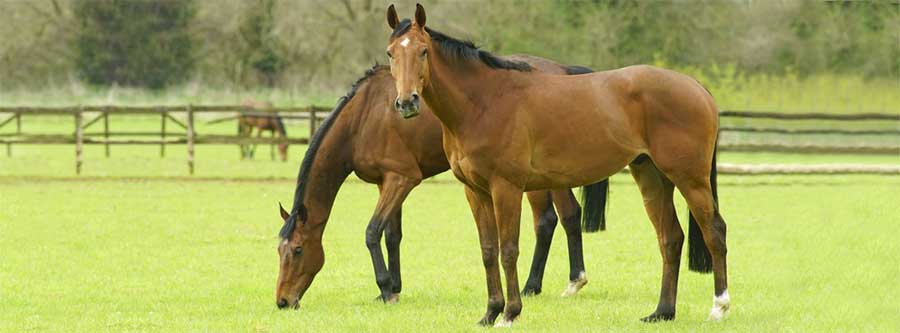 10 Facts About Equine West Nile Virus
