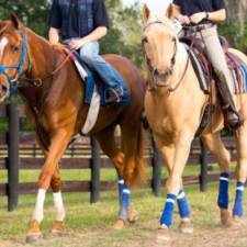 Which Off-Track Thoroughbreds Are Most Desirable?