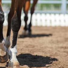 FAQ: Lameness and Arthritis in Horses