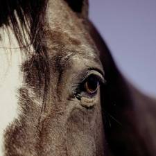 Respect the Power of the Horse's Instincts 