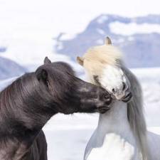 The Horses of Iceland - Many Different Colors