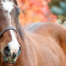 Autumnal Horse Care: Six Considerations
