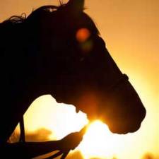 Horse Heatstroke and Exhaustion