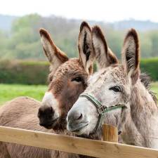 The Delight of Keeping Donkeys and How to Care for Them