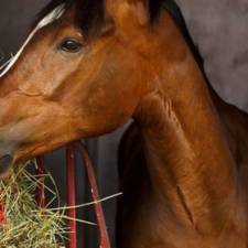 Haynet Research in Horses: Something to Chew On 