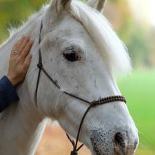 CBD and other Cannabinoids – How they can benefit you, your horses, and your pets 