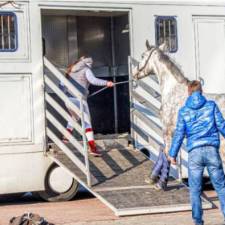 Behavior and Health Problems During Short-Distance Transport