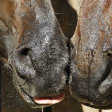 Biosecurity for Horse Owners