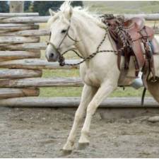 Melatonin: Can It Predict Your Horse’s Temperament?